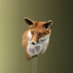 Vos Taxidermie Opgezette Dieren By Max, Verzamelen, Ophalen of Verzenden, Nieuw, Wild dier, Opgezet dier