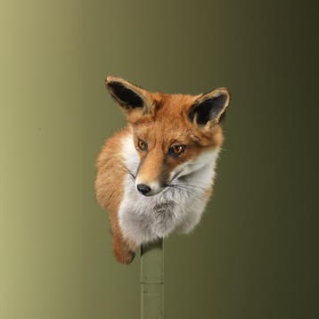 Vos Taxidermie Opgezette Dieren By Max, Ophalen of Verzenden, Nieuw, Wild dier, Opgezet dier