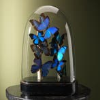 Vlinders in Stolp Taxidermie Opgezette Dieren By Max, Ophalen of Verzenden, Nieuw, Insect, Opgezet dier