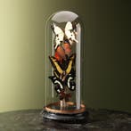 Vlinders in Stolp Taxidermie Opgezette Dieren By Max, Ophalen of Verzenden, Nieuw, Insect, Opgezet dier