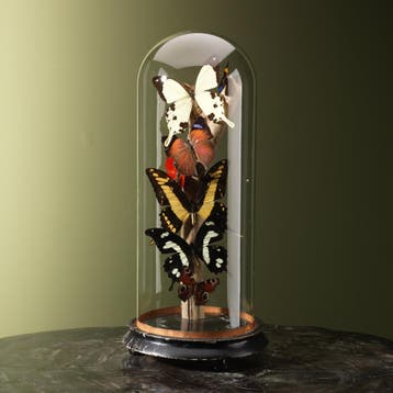 Vlinders in Stolp Taxidermie Opgezette Dieren By Max, Verzamelen, Dierenverzamelingen, Ophalen of Verzenden, Nieuw, Insect, Opgezet dier
