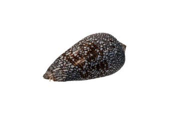 GIANT Conus euetrias (67 mm) | Inhaca-eiland •