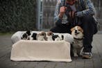 Welsh Corgi Pembroke pups, Parvo, Nederland, Overige rassen, 8 tot 15 weken