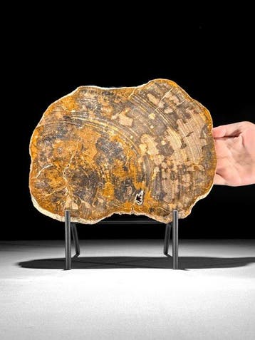 Prachtige plak versteend hout op een op maat gemaakte