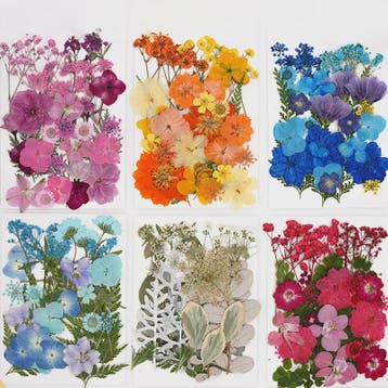 30 Stuks Gedroogde Persbloemen - Natuurlijke Bloemen & Blade, Verzenden, Nieuw