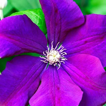 Clematis Viticella container (C2) Sierplanten, Paars, Verzenden, Overige soorten, Struik