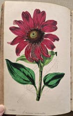 Joseph Paxton - Paxtons Magazine of Botany. With 44 colour