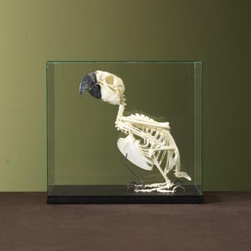 Blauw-Gele Ara Skelet Taxidermie Opgezette Dieren By Max, Verzamelen, Dierenverzamelingen, Ophalen of Verzenden, Nieuw, Vogel