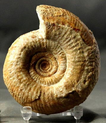 De fijnste ammoniet - Gefossiliseerd dier - Bigotites aff