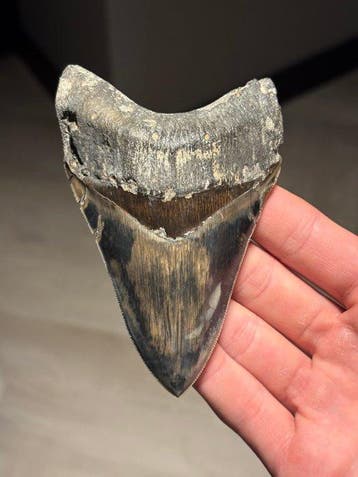 Megalodon - Fossiele tand - Otodus Megalodon - 11.7 cm - 8.3