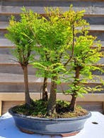 GROOT metasequoia bos in ruime bonsaischaal - Hoogte (boom):