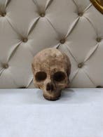 sculptuur, Teschio memento mori - 17 cm - Gips