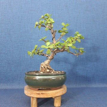 Jade bonsai (Crassula/Portulacaria) - Hoogte (boom): 23 cm -