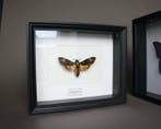 Mot Taxidermie volledige montage - Acherontia atropos - 25
