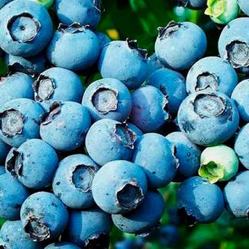 Blauwe Bes Oogstcollectie – 3 Planten, Tuin en Terras, Verzenden