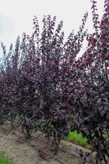 Prunus cerasifera Nigra meerstammig 400-450