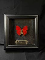 Cymothoe sangaris Taxidermie wandmontage - Cymothoe sangaris, Nieuw