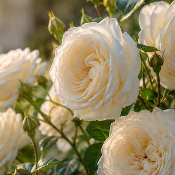 Rosa Wedding Rose Roos, Sierplanten, Raskleur, Verzenden, Overige soorten, Struik