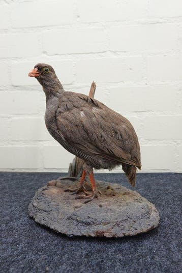 roodsnavel frankolijn Schedel - Numida meleagris - 22 cm -, Verzamelen, Nieuw