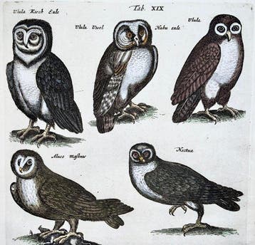 Matthäus Merian (1593-1650) Hand coloured folio, birds: Owls