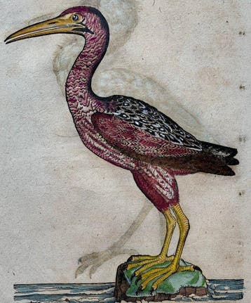Conrad Gesner - Vogelbuch - 1617