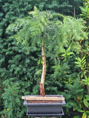 Araucaria cunninghamii - Hoogte (boom): 40 cm - Diepte, Antiek en Kunst, Curiosa en Brocante