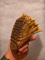 Wolharige mammoet - Fossiele kies - Mammuthus primigenius -, Verzamelen, Mineralen en Fossielen