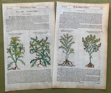 The Herball or generall Historie of Plantes [5 xilografie di