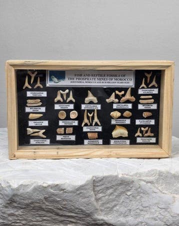 Vitrine met een verzameling authentieke fossiele tanden uit, Antiek en Kunst, Curiosa en Brocante