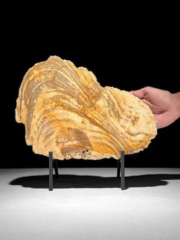 Prachtige plak versteend hout op een op maat gemaakte