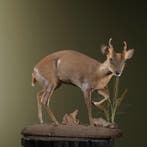 Chinese Muntjak Taxidermie Opgezette Dieren By Max, Ophalen of Verzenden, Nieuw, Wild dier, Opgezet dier