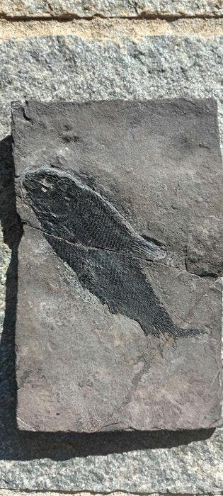 Vis - Fossiel skelet - Asialepidotus - 11 cm - 17 cm