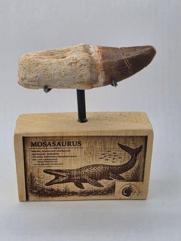 Mosasaurus - Fossiele tand - Mosasaur tooth on a custom base