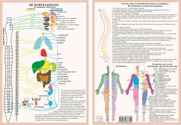 Anatomie poster vegetatief zenuwstelsel (Nederlands, gel..., Nieuw