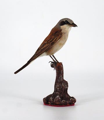 Haal haar, het kleine meisje. Taxidermie volledige montage -, Nieuw