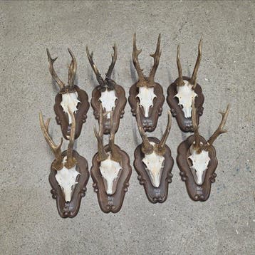 Reebok Schedel met gewei - Capreolus capreolus - 30 cm - 20