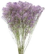 Gips Lila Gipskruid 70 cm in hoes, Ophalen of Verzenden, Nieuw