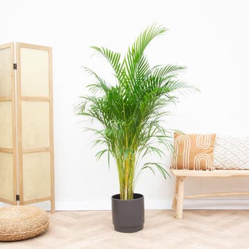 Green Bubble - Dypsis Lutescens (Areca palm) - 180cm, Ophalen of Verzenden