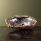 Abalone Schelp Parelmoer Taxidermie Opgezette Dieren By Max, Ophalen of Verzenden, Nieuw, Wild dier, Opgezet dier