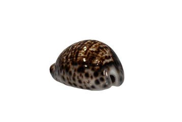 Tijgerkauri met een zeldzaam patroon: Cypraea tigris (72 mm), Nieuw