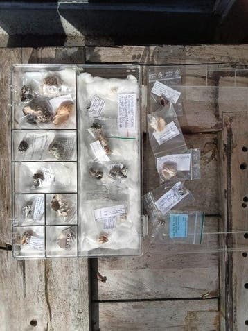 Collectie Thais Zeeschelp - Thais Shells (Zonder