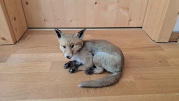 Rode vos Taxidermie volledige montage - Fox Fuchs - 15 cm -, Nieuw