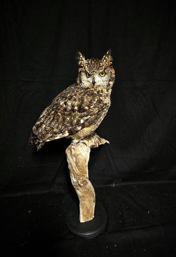 afrikaanse oehoe Taxidermie volledige montage - Bubo, Verzamelen, Dierenverzamelingen, Nieuw