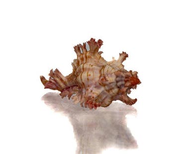 Chicoreus aculeatus 46mm | Filigraan Stekelslak - Zeldzaam, Nieuw