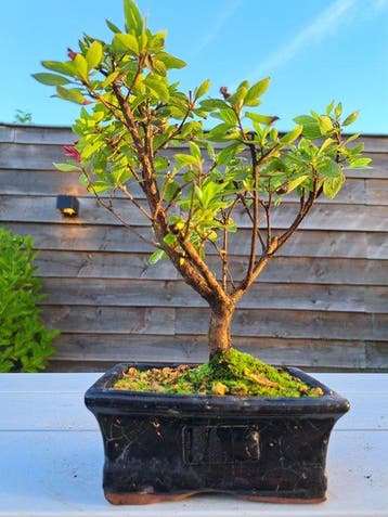 Azalea Bonsai - Hoogte (boom): 20 cm - Diepte (boom): 20 cm