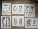 Lorenz Oken (XIX) - 6 grote Anatomische gravures