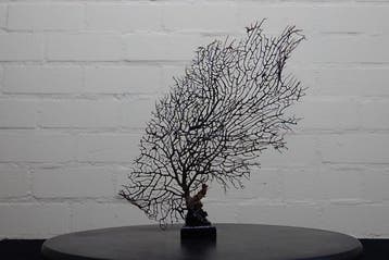 Fine Gorgonian Sea Fan / zeewaaier op houten sokkel