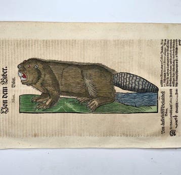 Conrad Gessner [b1516]; folio, hand coloured woodcut -
