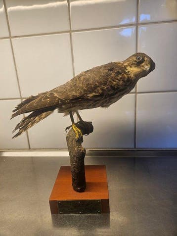 Vintage Stenfalk - met CITES-certificaat - 1933 Taxidermie, Nieuw