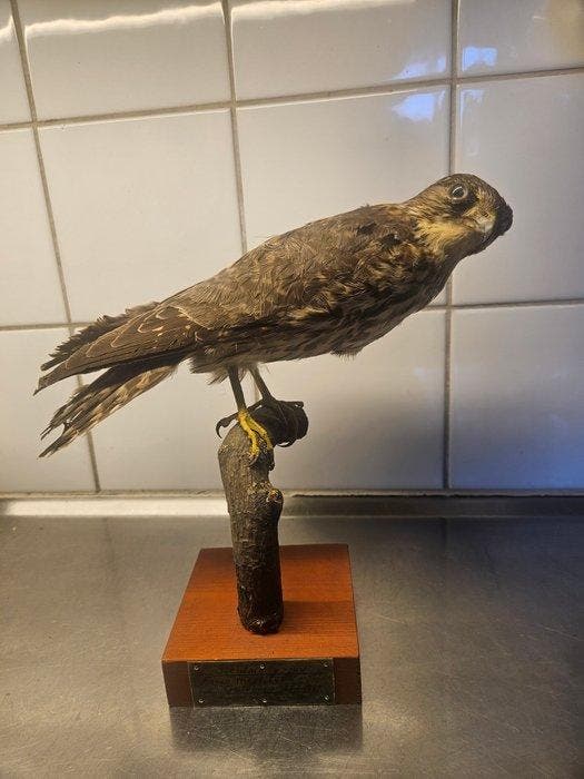 Vintage Stenfalk - met CITES-certificaat - 1933 Taxidermie, Verzamelen, Dierenverzamelingen